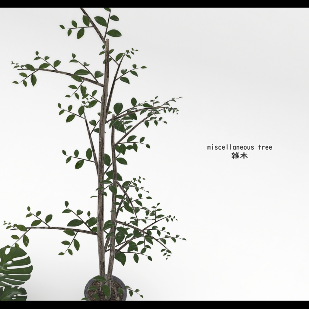 Green Set【5種類の観葉植物セット】