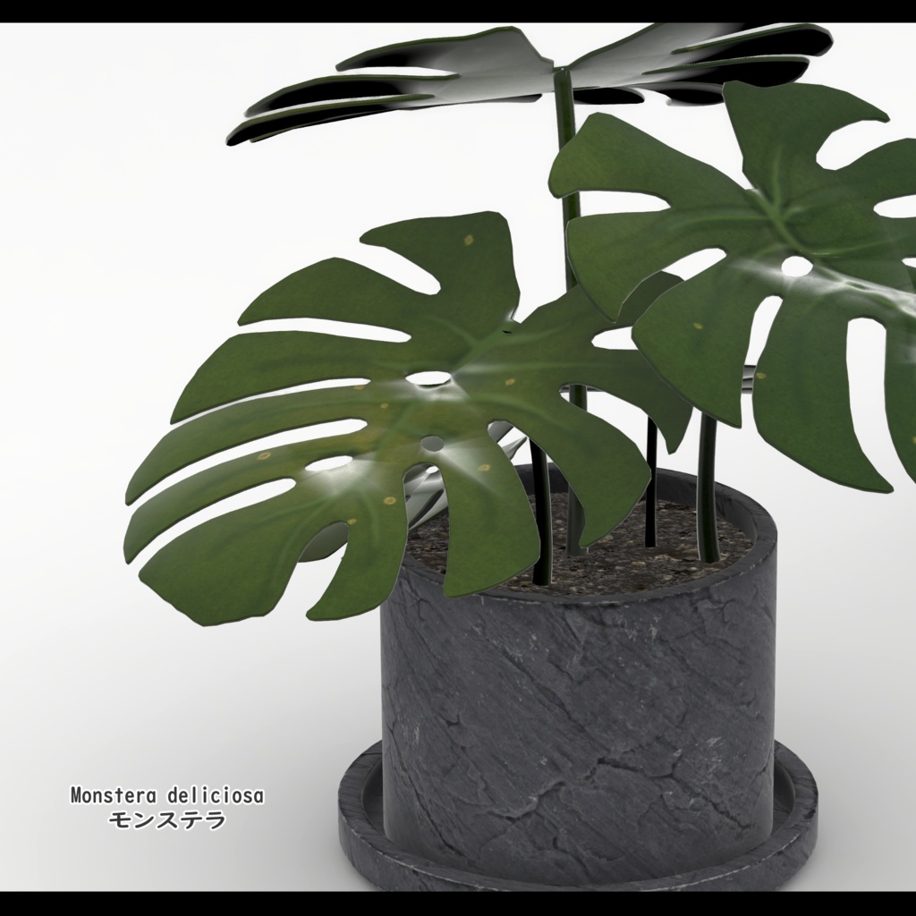 Green Set【5種類の観葉植物セット】