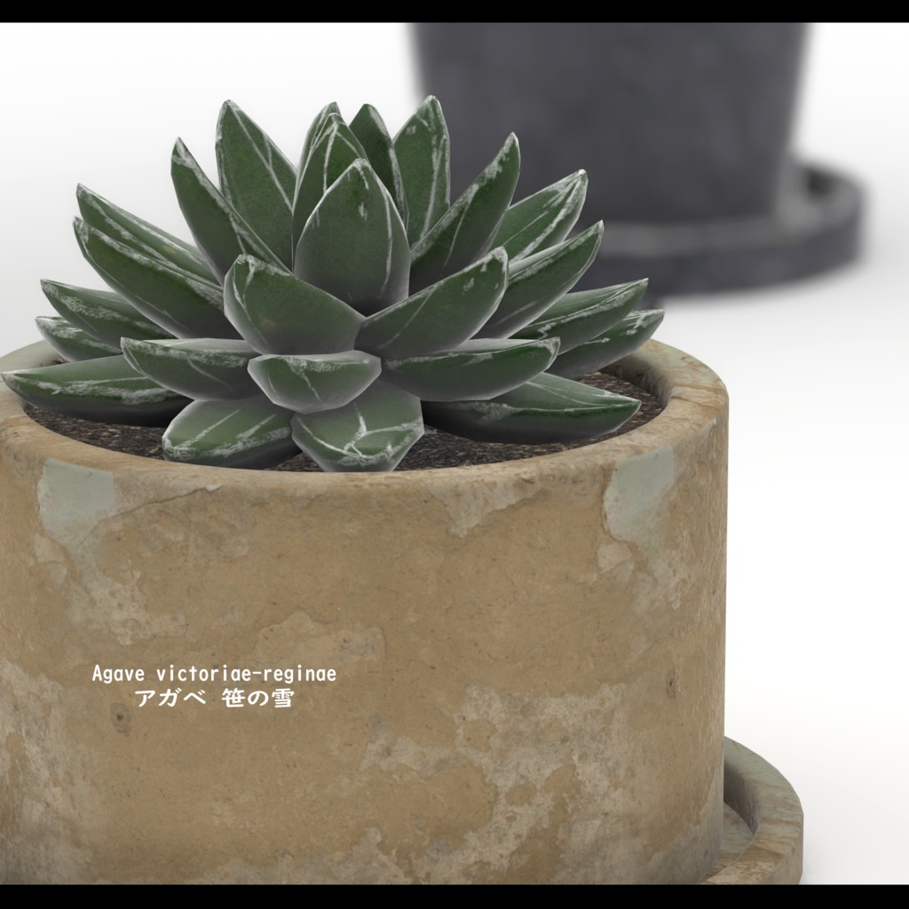 Green Set【5種類の観葉植物セット】