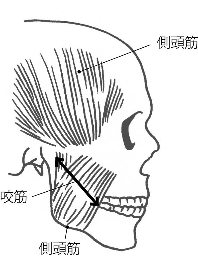 顔の咬筋、側頭筋