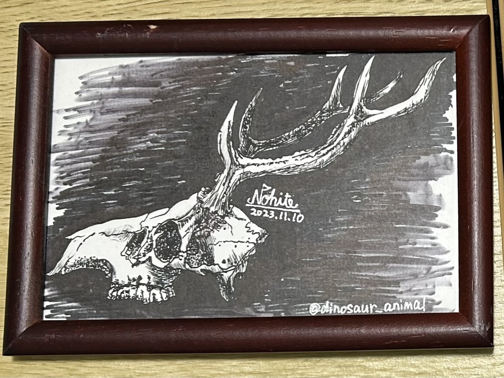原画　シカ頭蓋骨