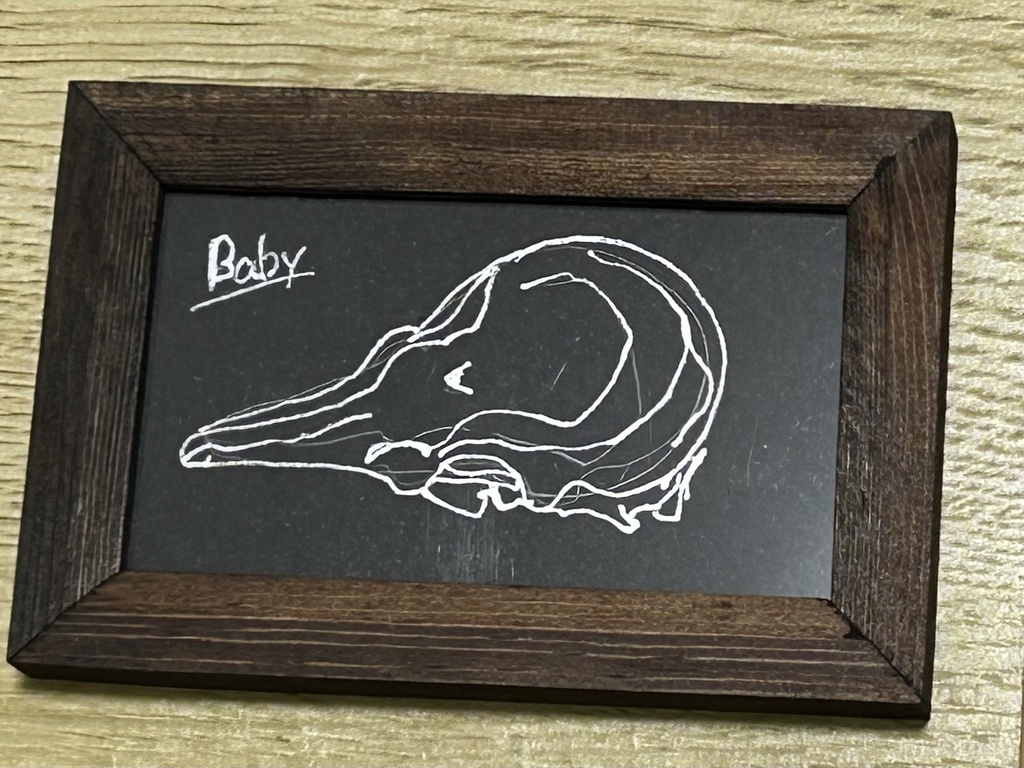 ミニ原画　スナメリ幼体頭蓋骨
