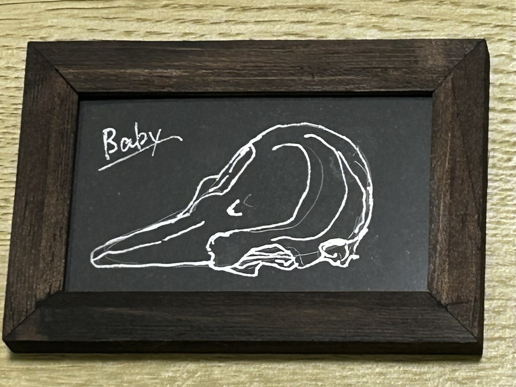 ミニ原画　スナメリ幼体頭蓋骨