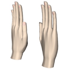 3D ハンドモデル(クリスタ用1.6.0~) 手 ポーズ