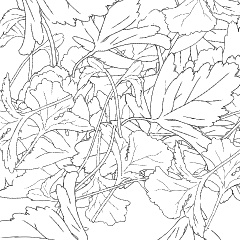 パクチーブラシ二種と3D鉄鍋(クリスタ1.6.0~)香菜 コリアンダー シャンツァイ