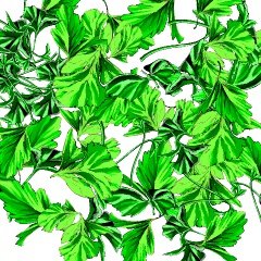 パクチーブラシ二種と3D鉄鍋(クリスタ1.6.0~)香菜 コリアンダー シャンツァイ