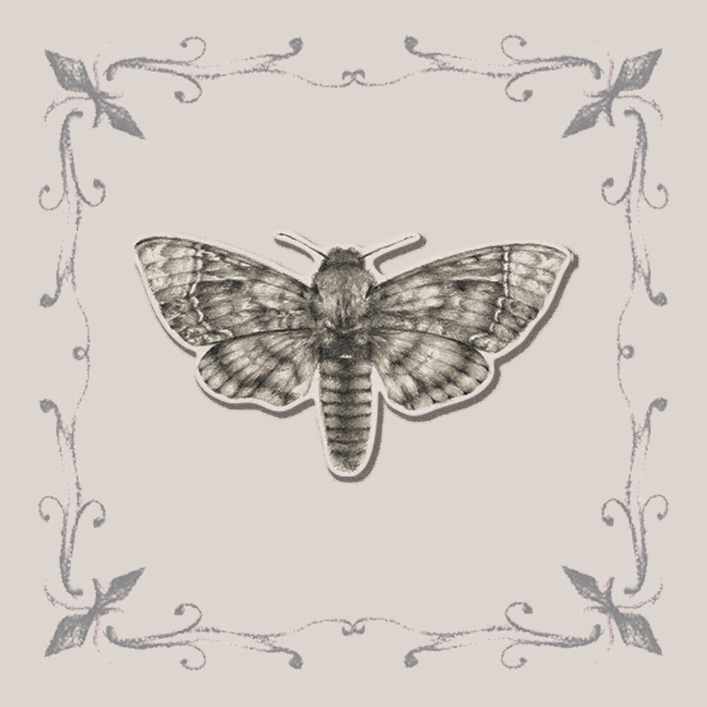 specimenⅣ sticker（標本：四人目ステッカー）