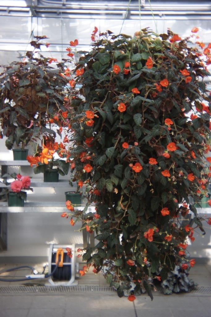 写ルンですレンズ SONY Eマウント用