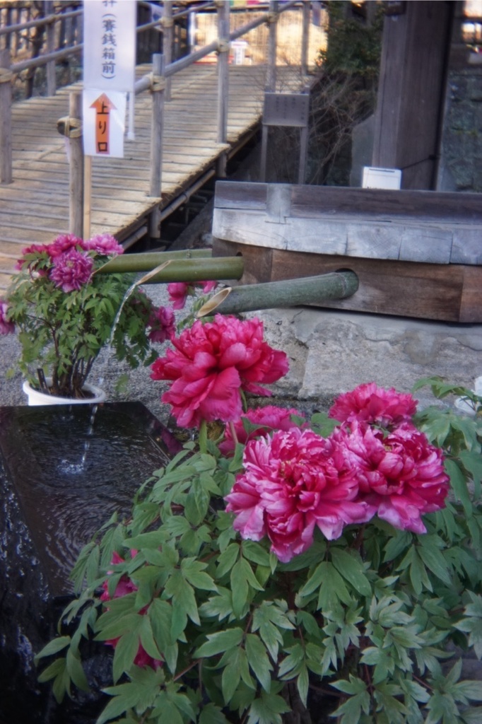 写ルンですレンズ SONY Eマウント用