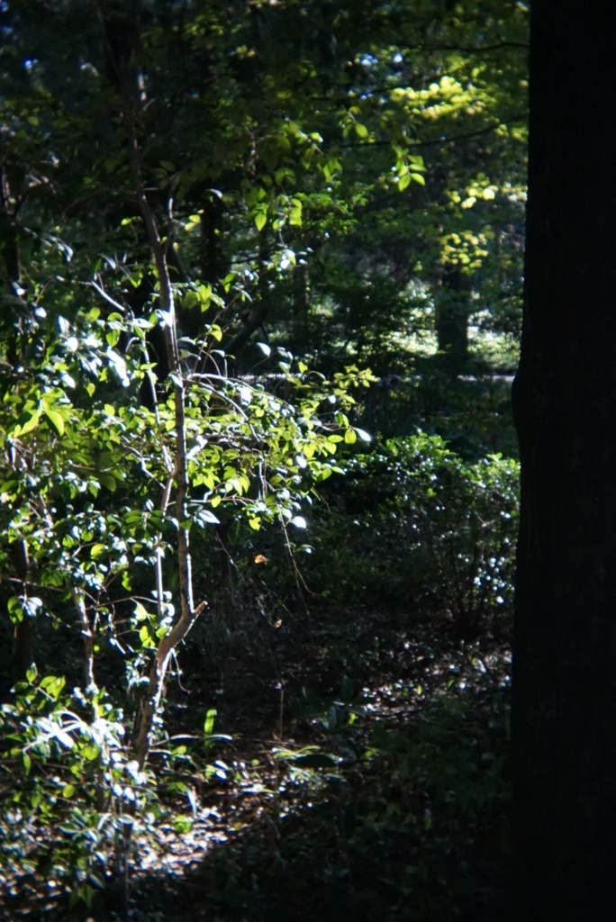 写ルンですレンズ SONY Eマウント用