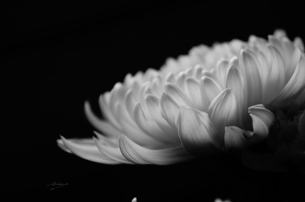 白黒-モノクロ-のポスター(花)その1