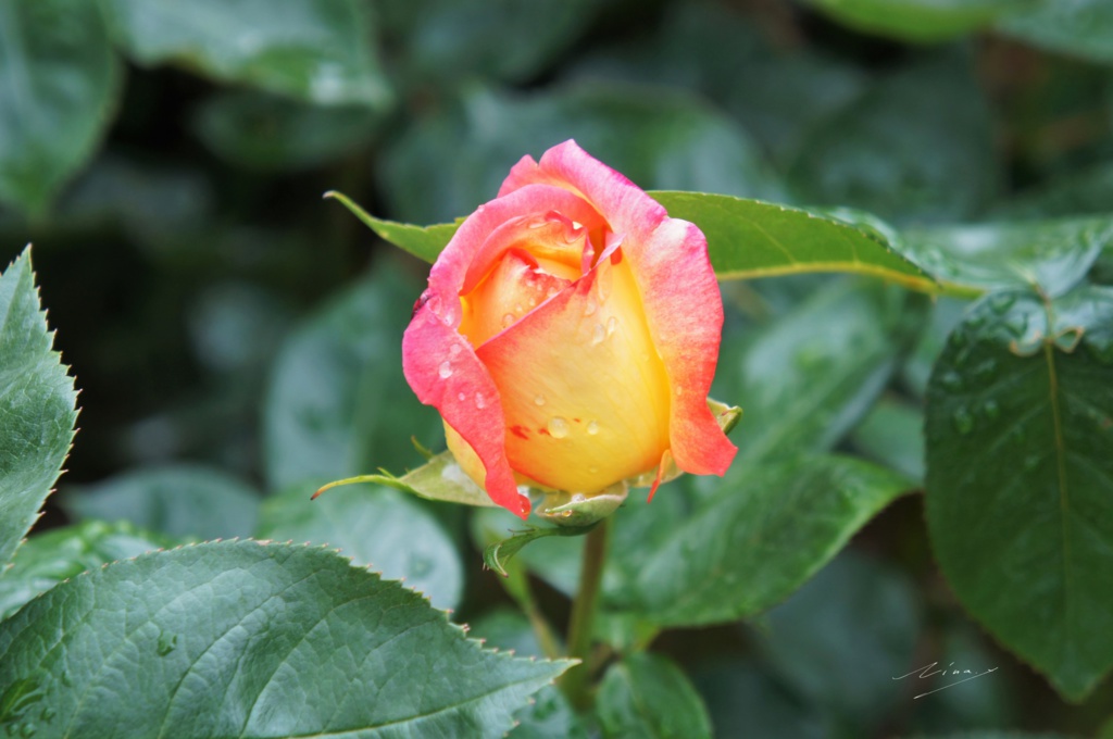 彩-いろどり-のポスター(花)その1