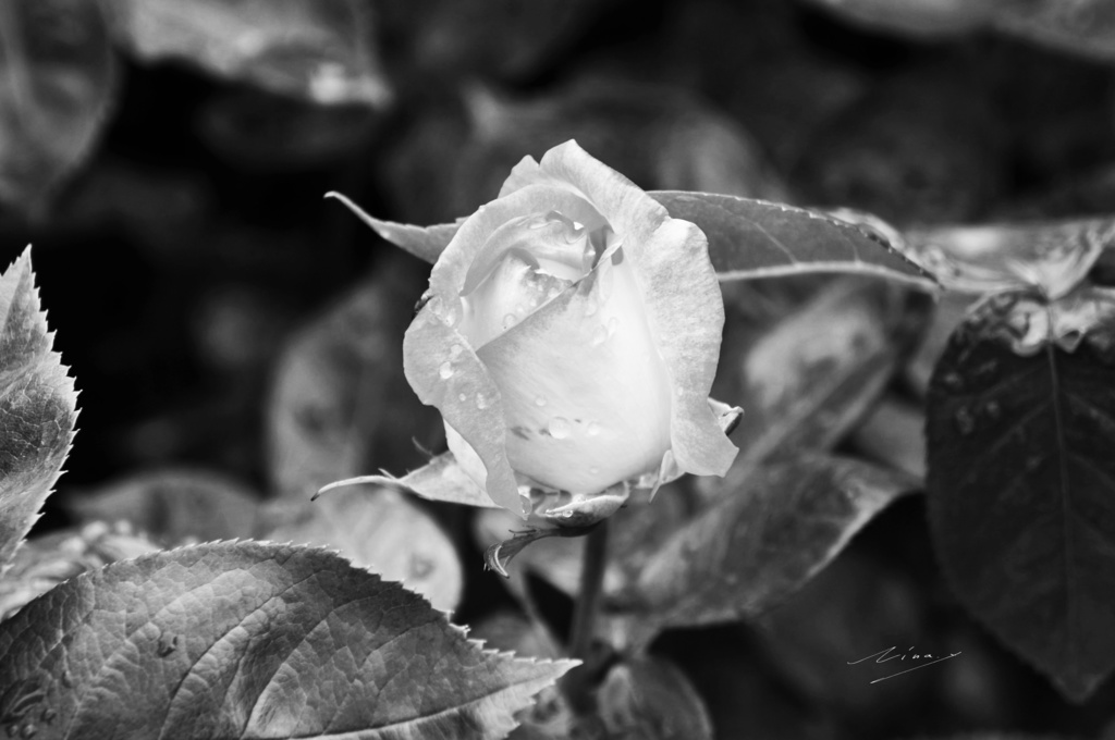 白黒-モノクロ-のポスター(花)その2