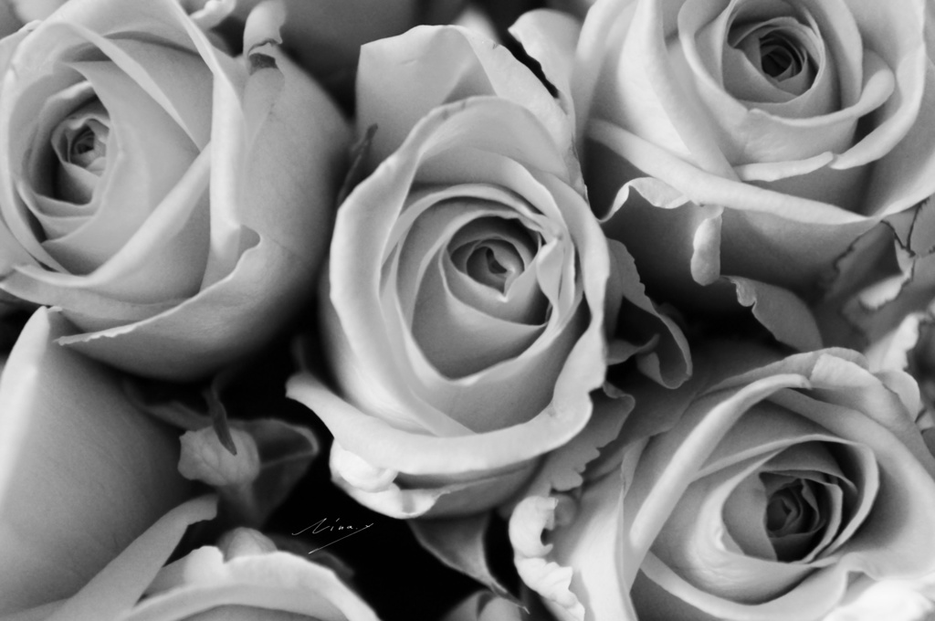 白黒-モノクロ-のポスター(花)その3