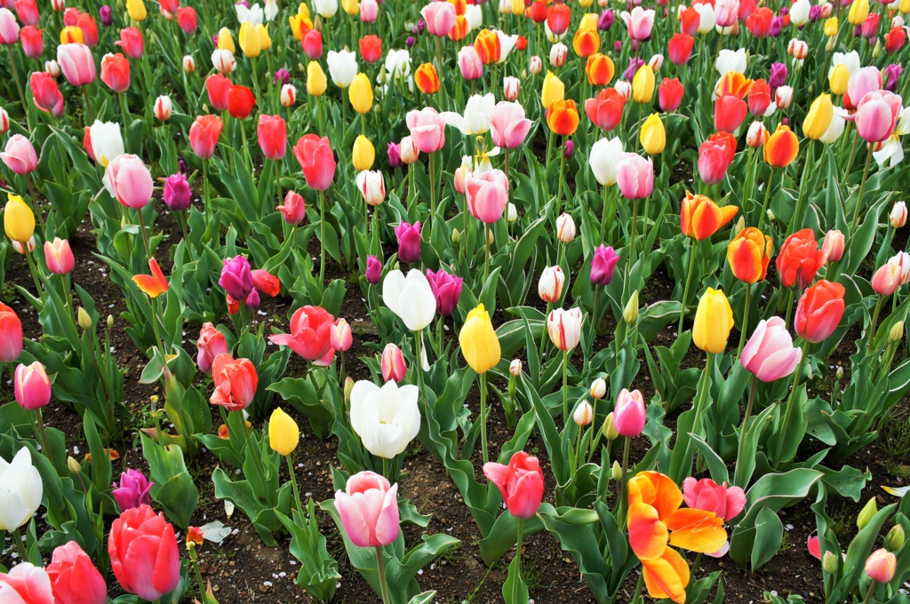 彩-いろどり-のポスター(花)その2