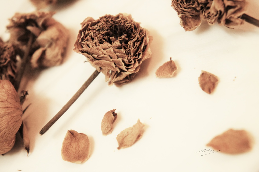 彩-いろどり-のポスター(花)その3