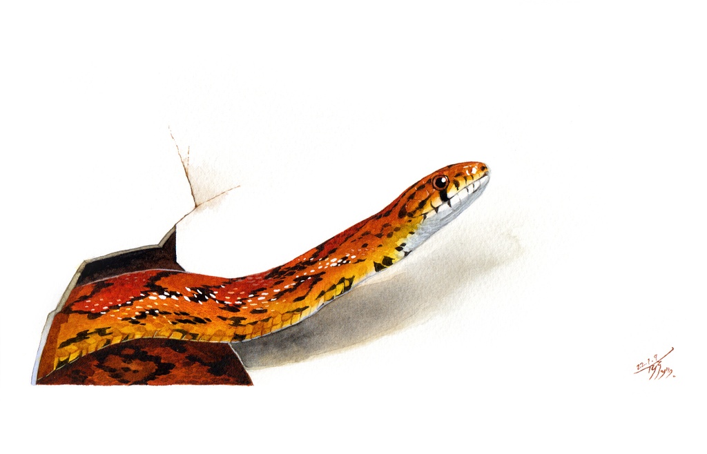 コーンスネーク マグカップ