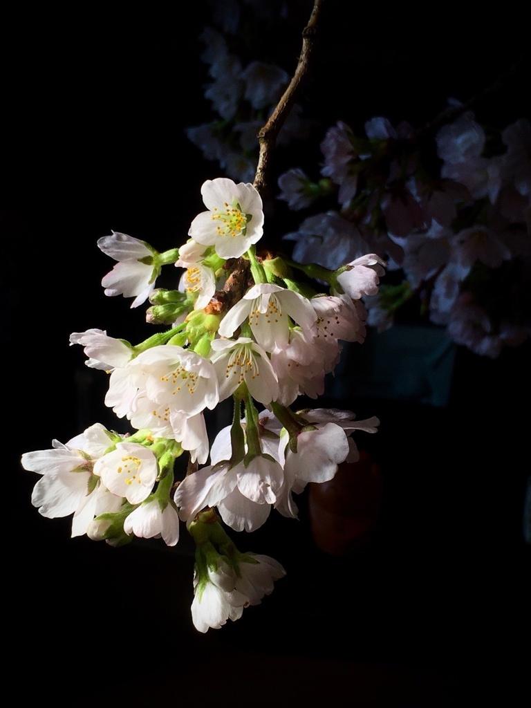 素材写真集 桜&梅