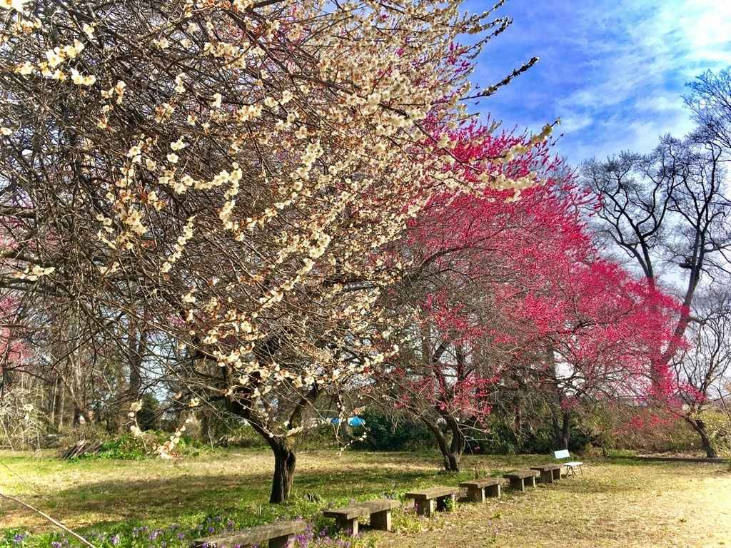 素材写真集 桜&梅
