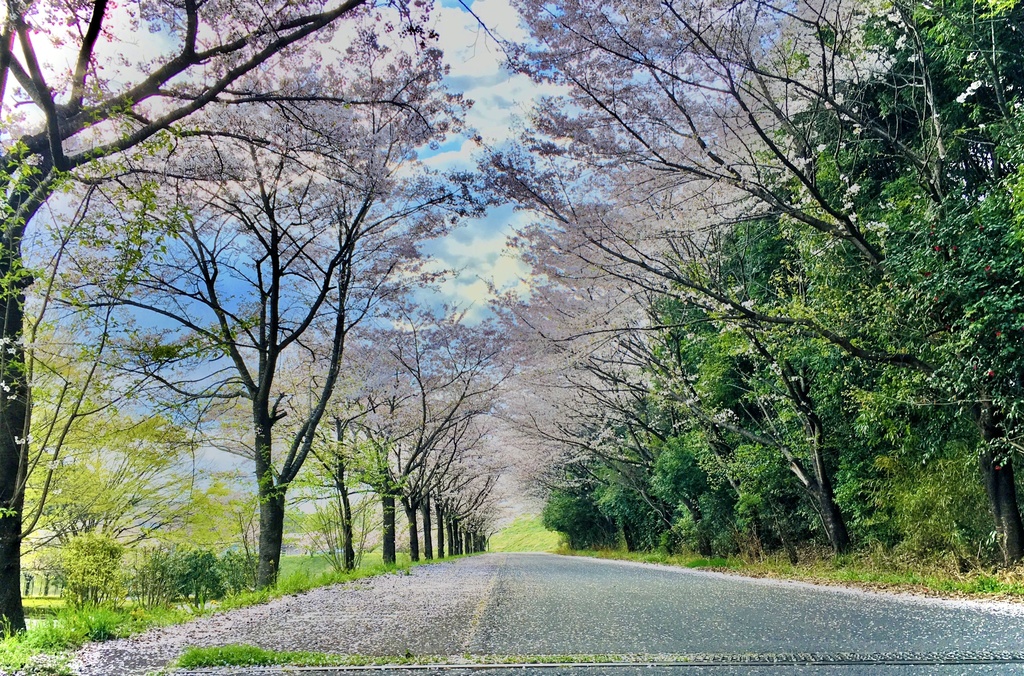素材写真集 桜&梅