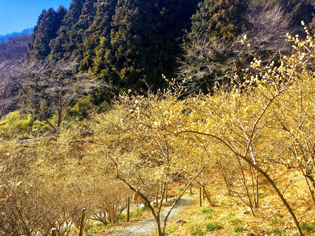 素材写真集 桜&梅