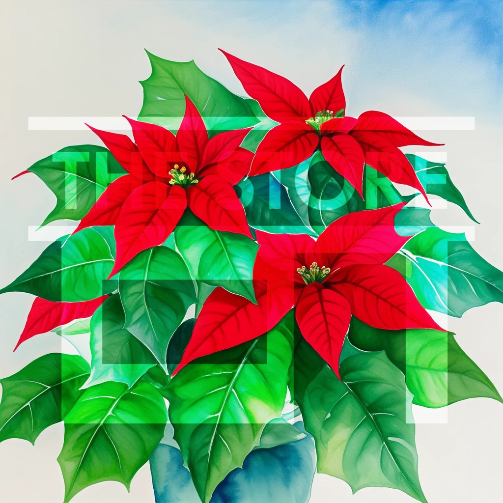 【イラスト素材】ポインセチア