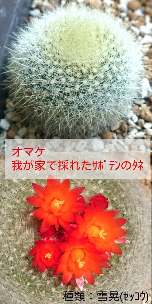 多肉のおんなのこと同居してます