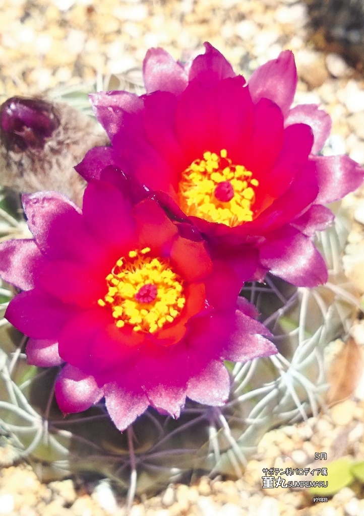 多肉のおんなのこと同居してます