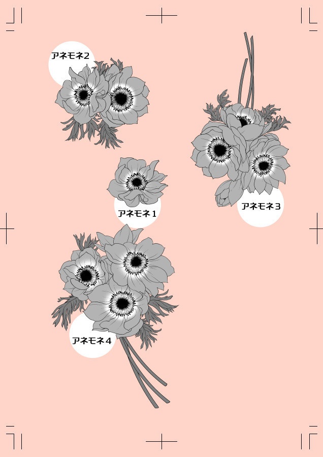 アネモネ線画