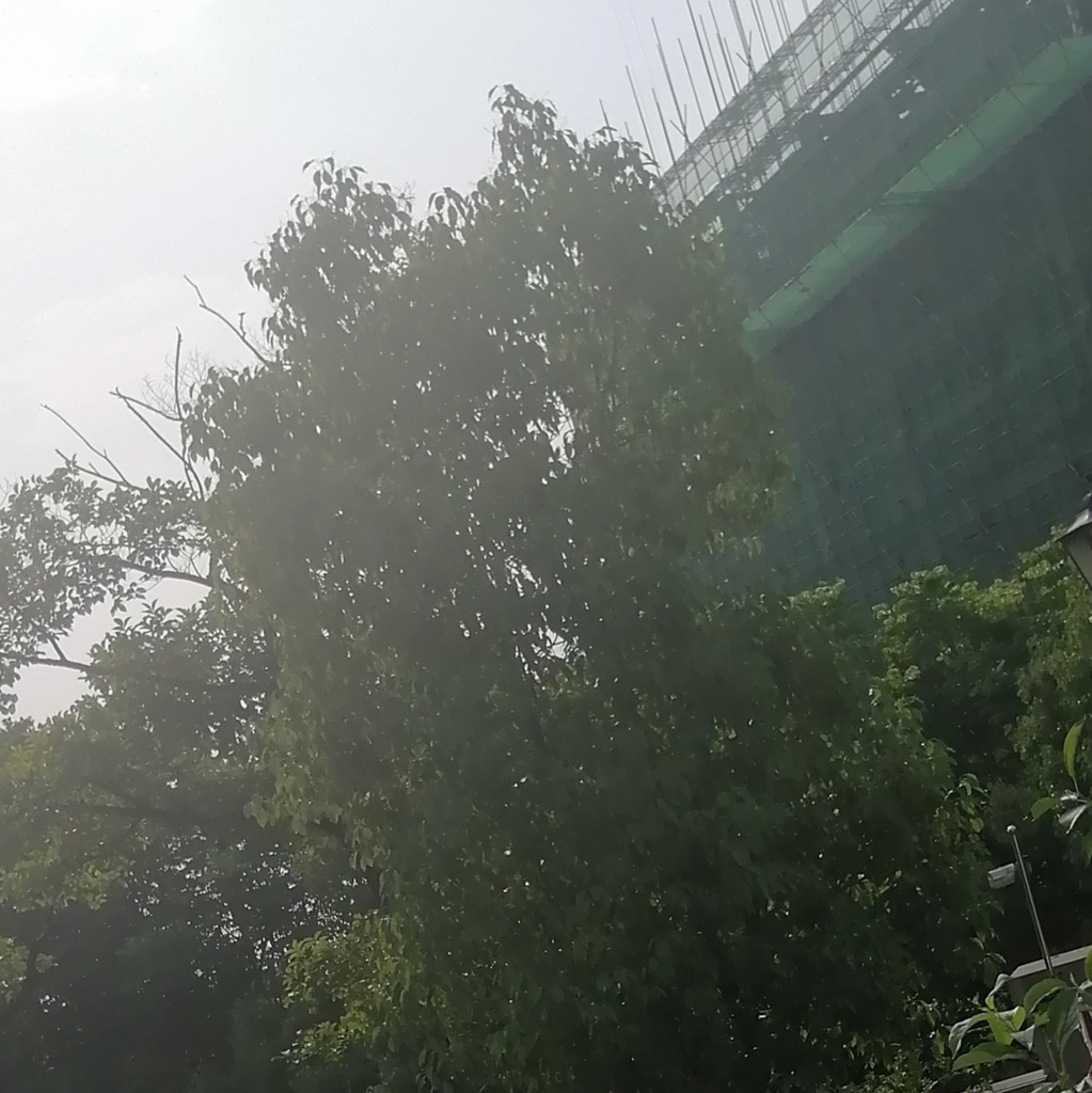 树