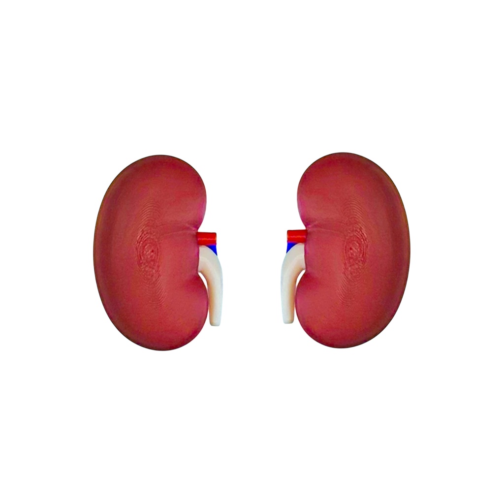 MAGNETIC KIDNEY