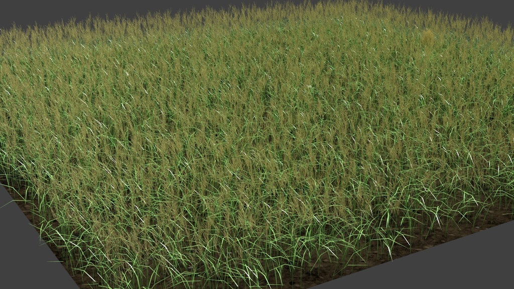 ススキ コレクション