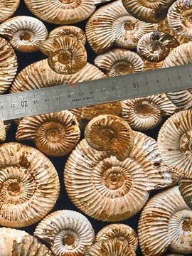 アンモナイト柄半幅帯:受注製作(注文後製作です