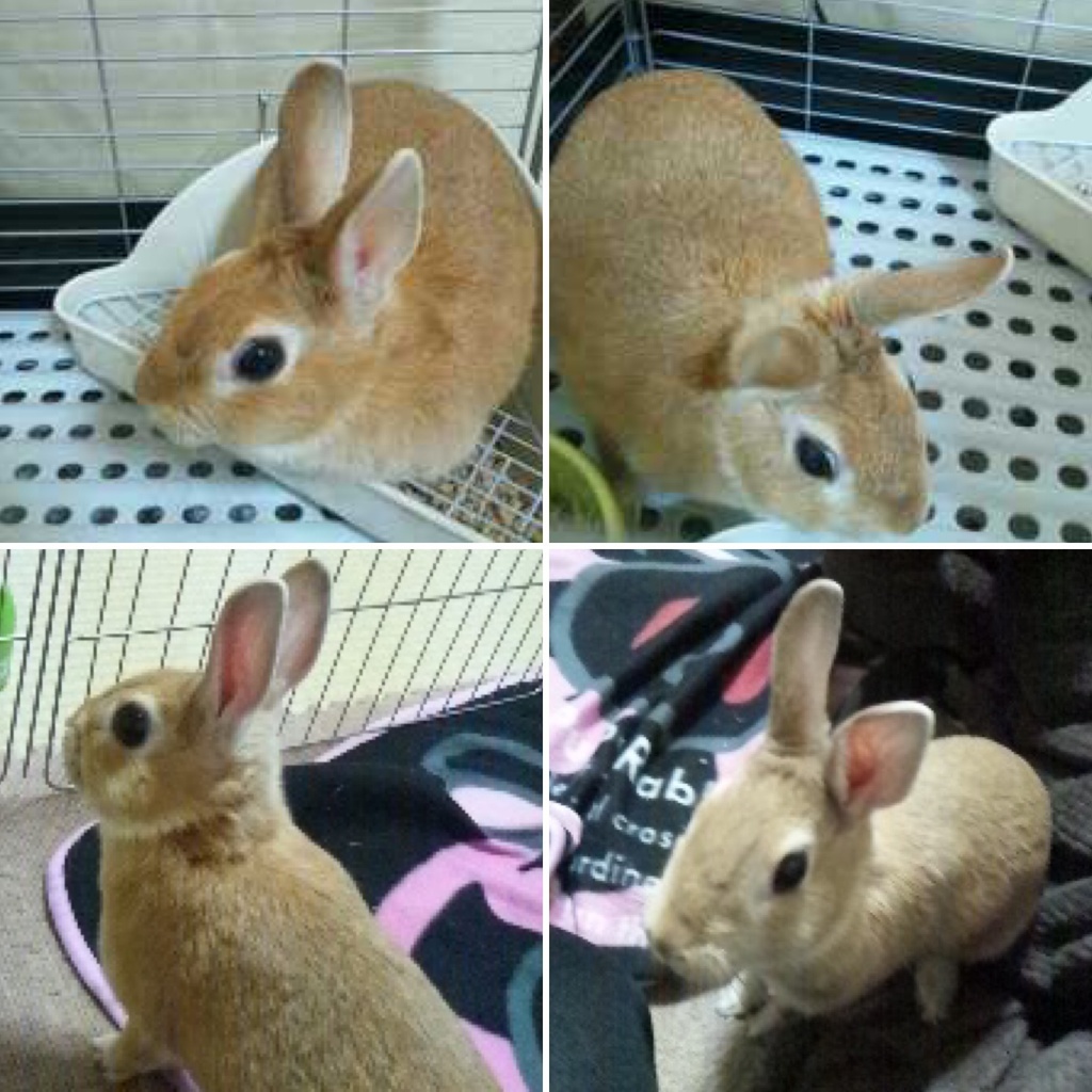 ちょこちゃんの記録