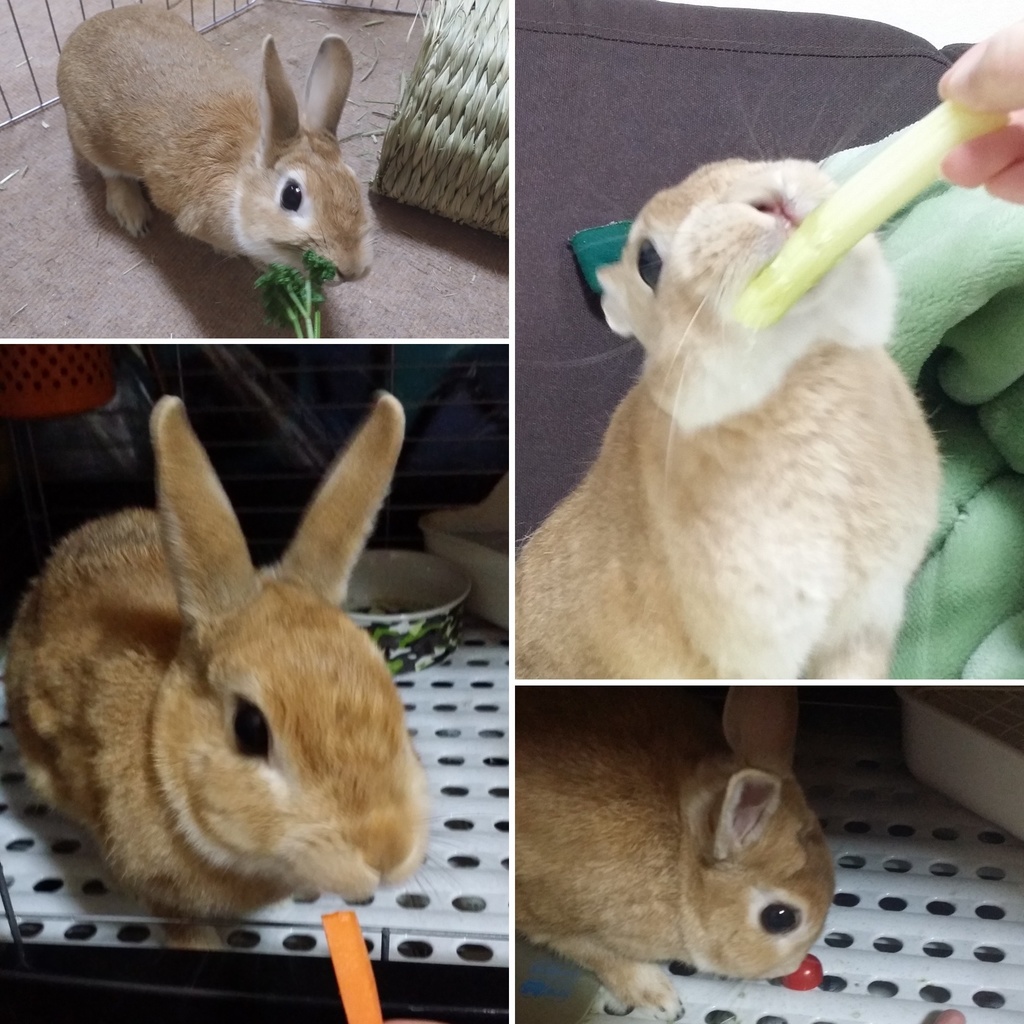 ちょこちゃんの記録