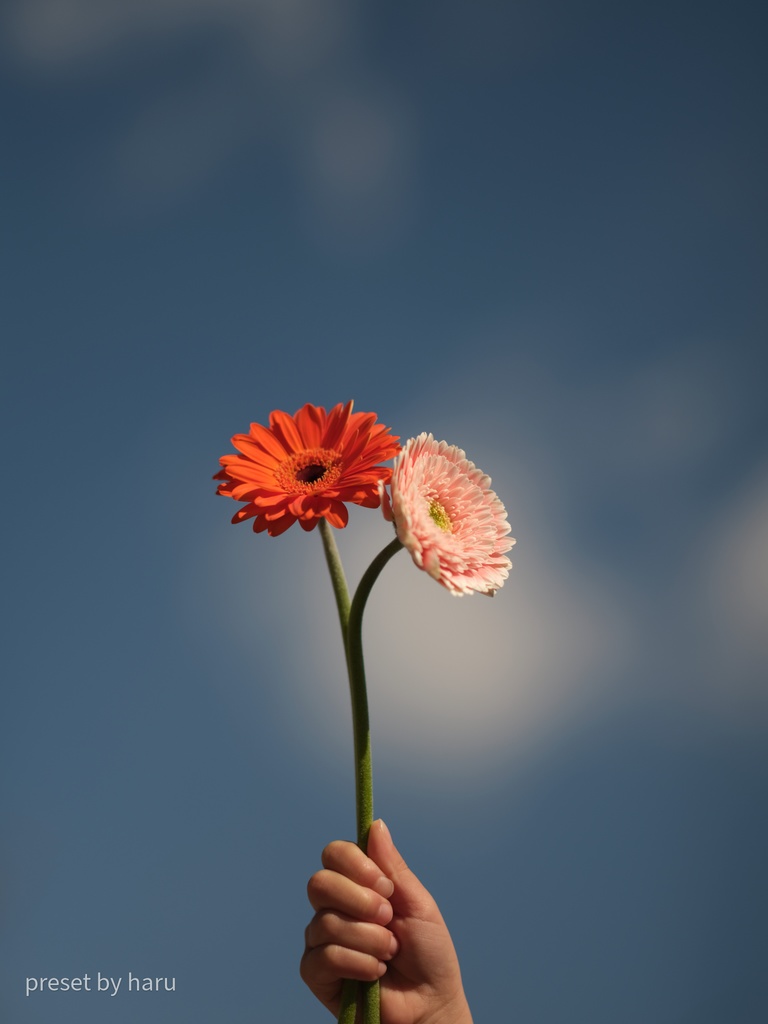 「flower01」jpg & preset(dng)