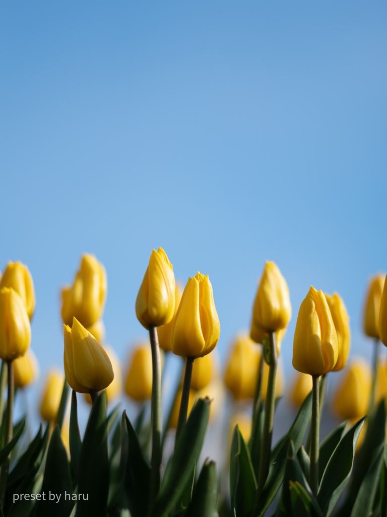 「flower02」jpg & preset(dng)