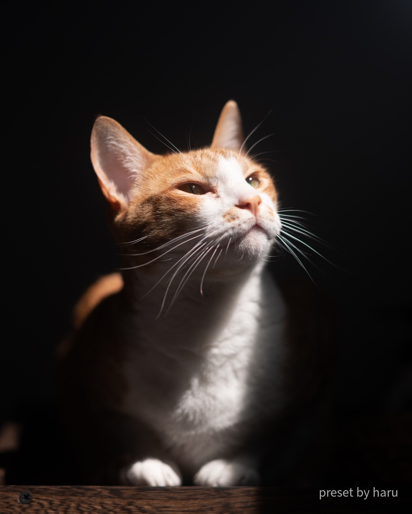 「cat01」jpg & preset(dng)