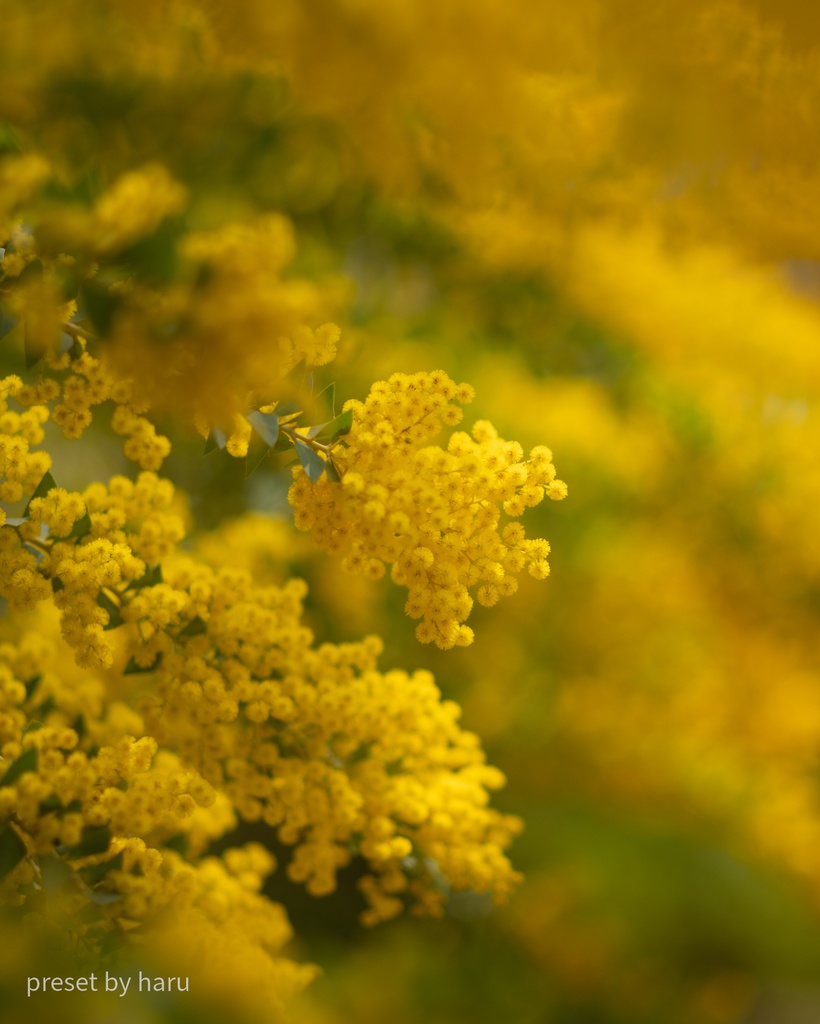 「mimosa02」jpg & preset(dng)