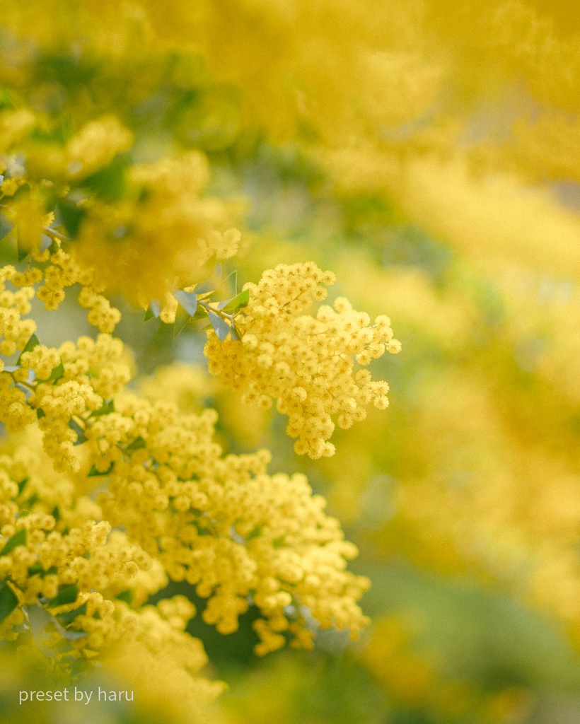「mimosa02」jpg & preset（dng）