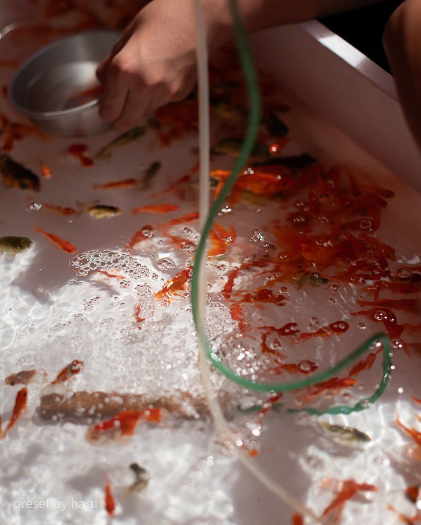 「Goldfish」jpg & preset(dng)