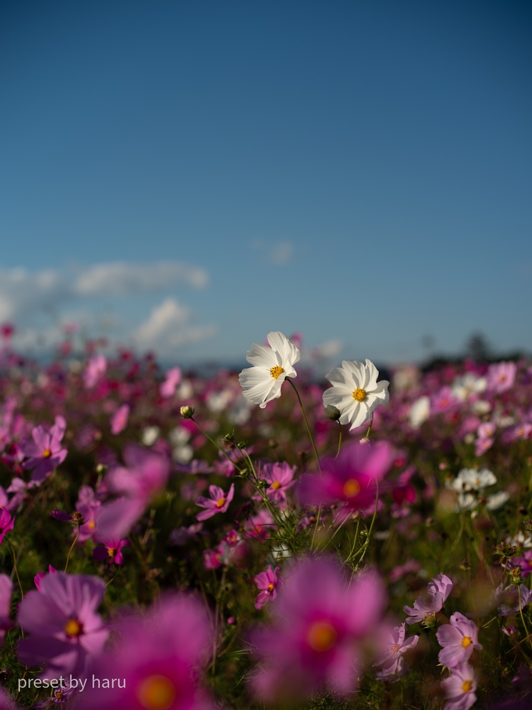 「flower03」jpg & preset(dng)