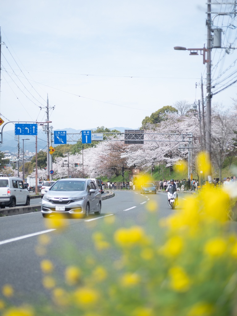 spring color in japan