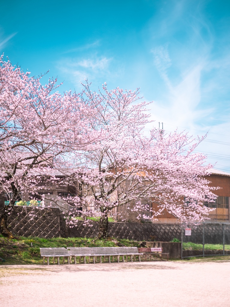 spring color in japan
