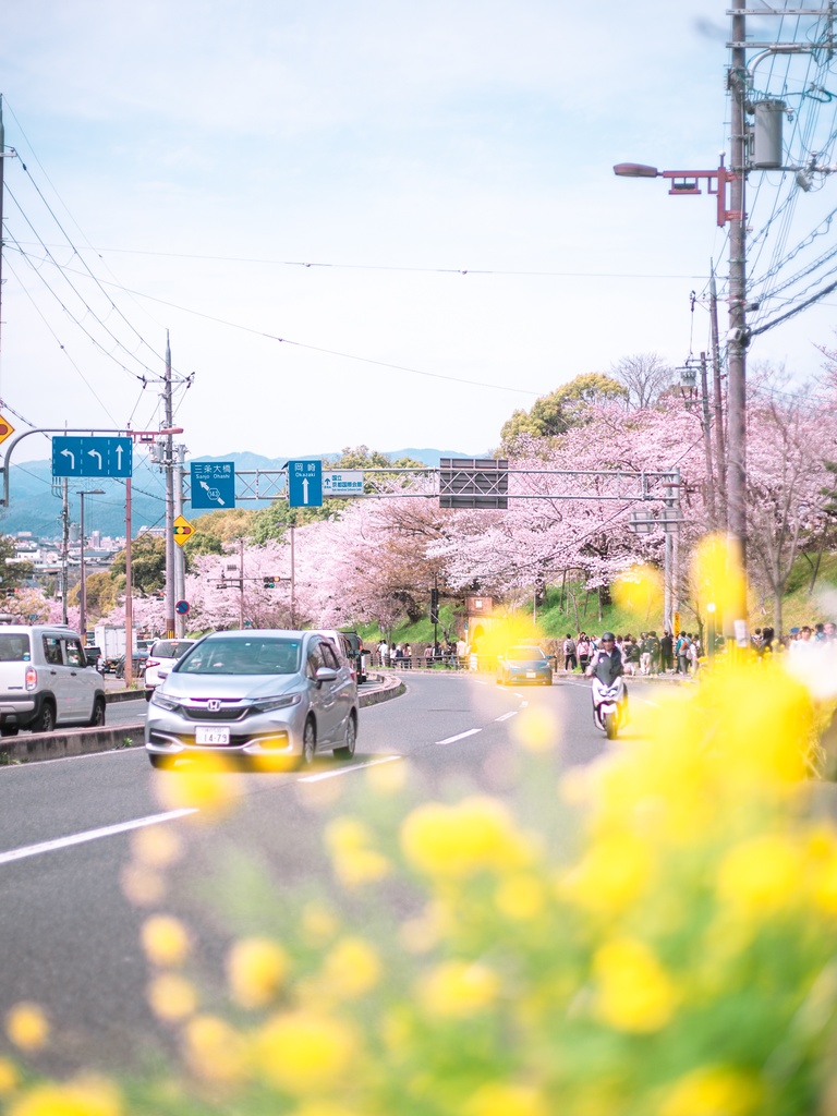 spring color in japan