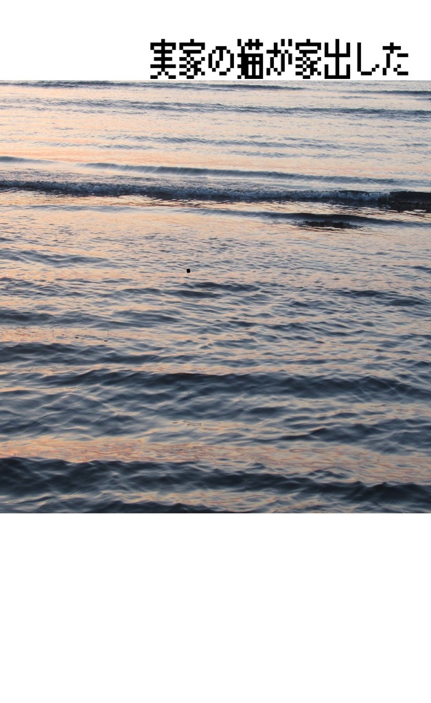 実家の猫が家出した