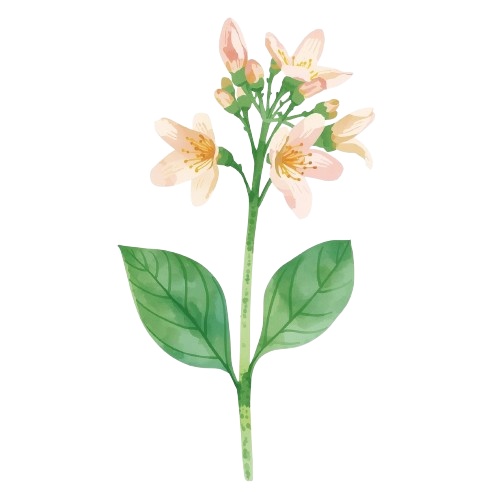 【秋の花シリーズ】水彩風ポップかわいいクリップアート素材6点セット(PNGダウンロード)