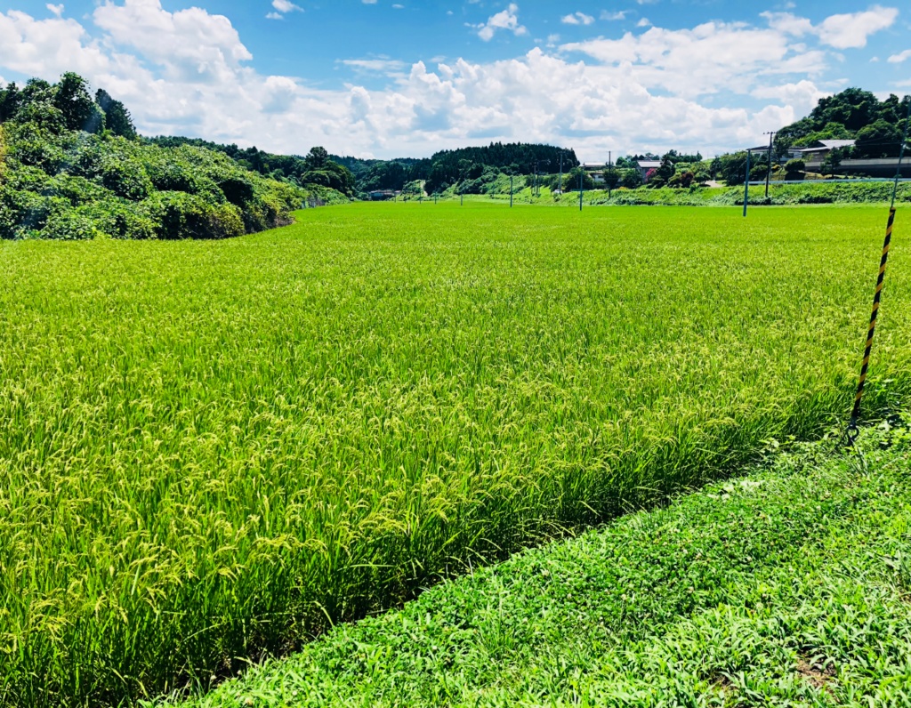 【ぎゆしの】冨岡さんの育児日記