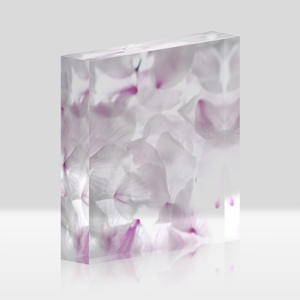 花筏-sakura-no-umi