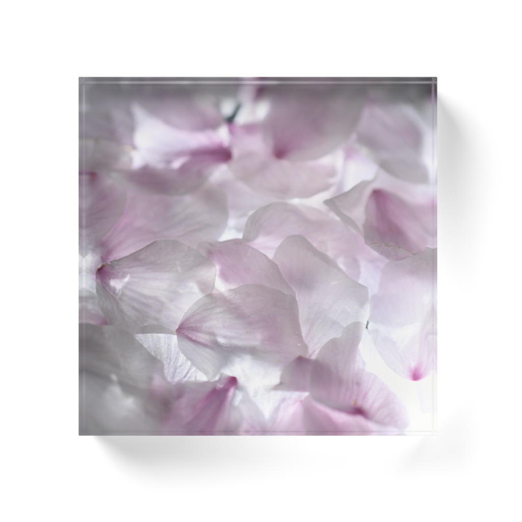 花筏-sakura-no-umi